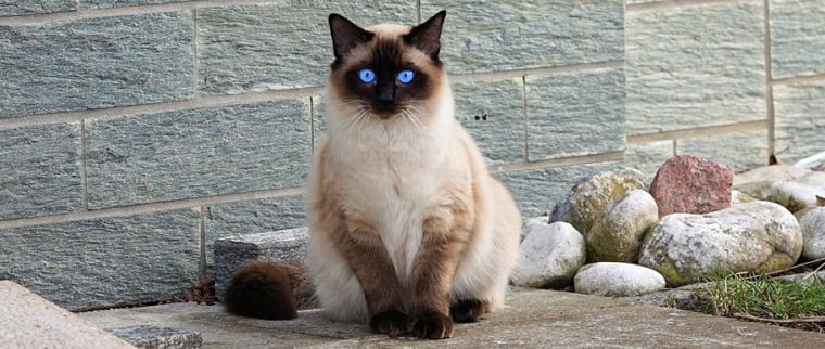 chat Siamois